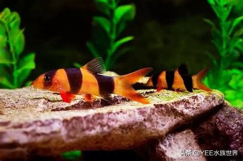 三間鼠混養|三間鼠護理：魚缸大小、食物、壽命、混養夥伴……